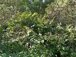 Fallopia japonica