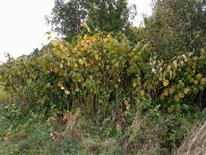 Fallopia japonica