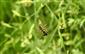 Mangora acalypha (Walckenaer, 1802)