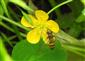 Pestrica pruhovaná (Episyrphus balteatus)