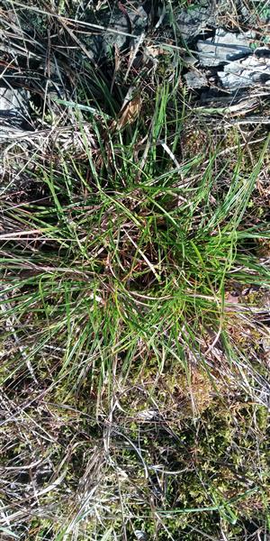 Carex ericetorum.