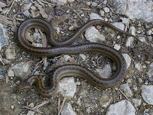 Coronella austriaca