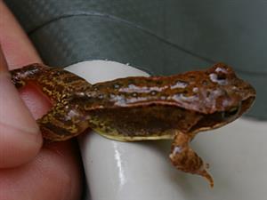 Rana temporaria