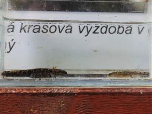 Salamandra salamandra