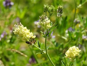 Lucerna menlivá (Medicago x varia)