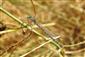 Enallagma cyathigerum (Charpentier, 1840)