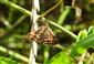 Pyrausta despicata (Scopoli, 1763)