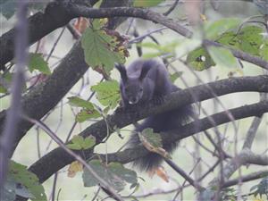 Sciurus_vulgaris_Klucove