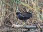 Gallinula chloropus