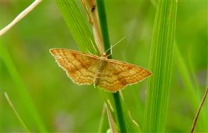 Piadica okrová (Idaea ochrata)