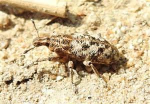 Nosáčik Cyphocleonus dealbatus