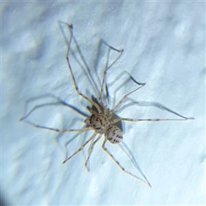 Lepivka teplomilná (Scytodes thoracica)