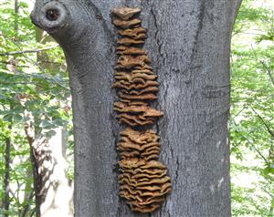 Sírovec obyčajný (Laetiporus sulphureus)