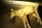 Canis lupus 