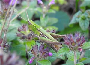 Koník bielopásy (Chorthippus albomarginatus)