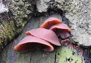 Uchovec bazový (Auricularia auricula-judae)