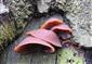 Auricularia auricula-judae (syn.)