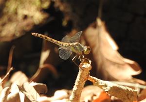 Vážka pestrá (Sympetrum striolatum)