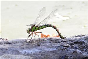Šidlo modré (Aeshna cyanea)