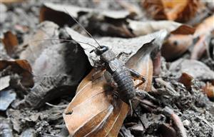 Svrček dúbravový (Nemobius sylvestris)