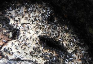 Mravec čiernolesklý (Lasius fuliginosus)
