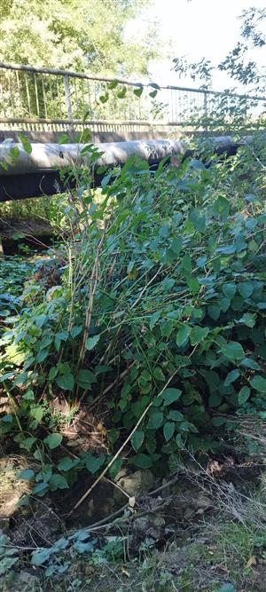 Chuda_Lehota_Fallopia_xbohemica