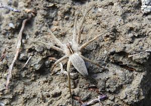 Lovčík hôrny (Pisaura mirabilis)
