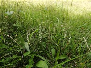23082023_Ladice_Spiranthes_spiralis