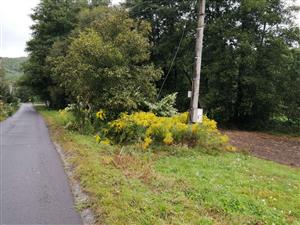 Solidago_Ostry_Grun_1409202