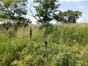 Echium_russicum_Gondovo_31052023