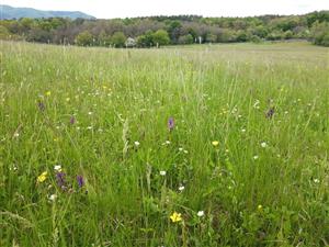 Orchis_morio_Bohunice3_10052023