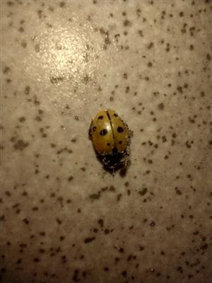 Hippodamia_variegata_Trencin_2023_10_16