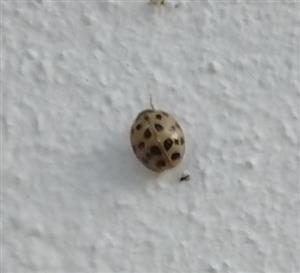 Harmonia_axyridis_Trencin_2023_10_16