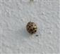 Harmonia axyridis (Pallas, 1773)