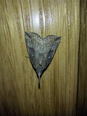 Hypena_rostralis_Klucove_2023_10_10