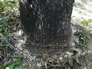 Kalvaria_Nitra_ailanthus_03102023