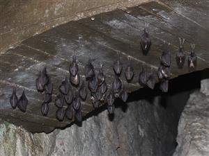 Rhinolophus hipposideros