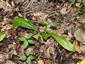 Platanthera sp.
