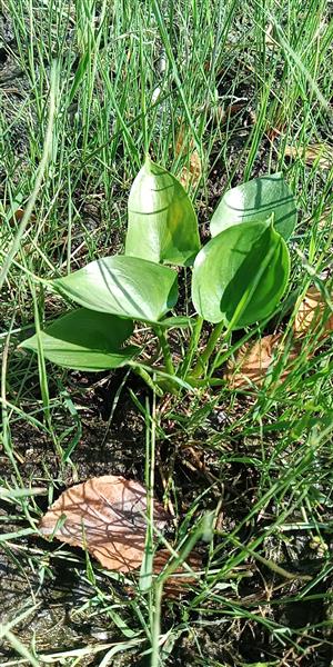 Calla palustris na lokalite v júli vo vyschnutom kanáli.
