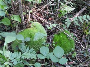 Leucobryum glaucum v podraste jelšového lesa.