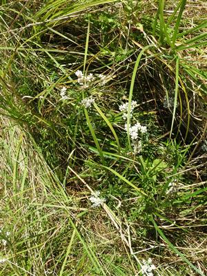 Achillea ptarmica
