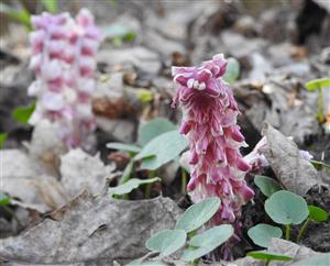 Zubovník šupinatý (Lathraea squamaria)
