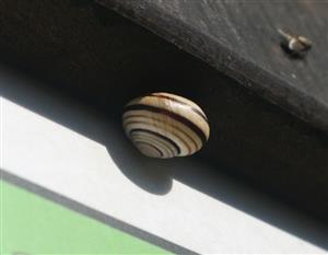 Caucasotachea vindobonensis - Beckovské Skalice