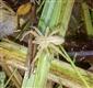Micrommata virescens (Clerck, 1757)