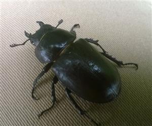 Lucanus cervus - Štúrovo