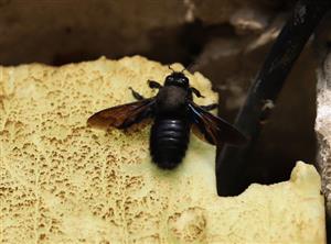 Xylocopa violacea - Ivanka pri Dunaji