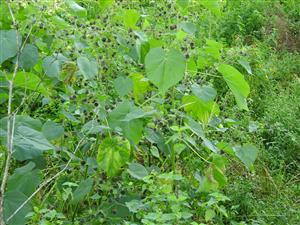 Abutilon theophrasti