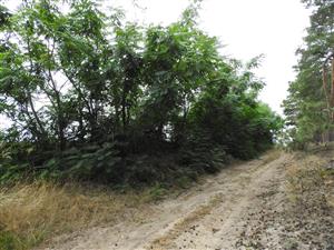 Ailanthus altissima.