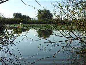Nuphar lutea na hladine vodnej plochy.