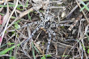 Strehúň škvrnitý (Lycosa singoriensis)